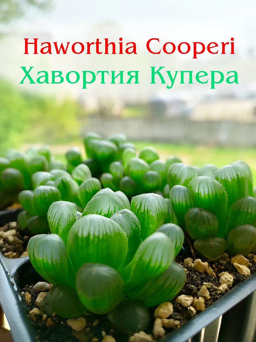 Haworthia Cooperi (Хавортия Купера) - 4-5 см