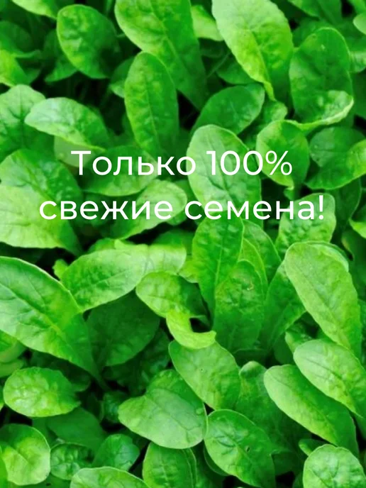 Агрофирма АЭЛИТА Семена капусты пекинской Фудзияма 2 шт, 2 шт, фото 8
