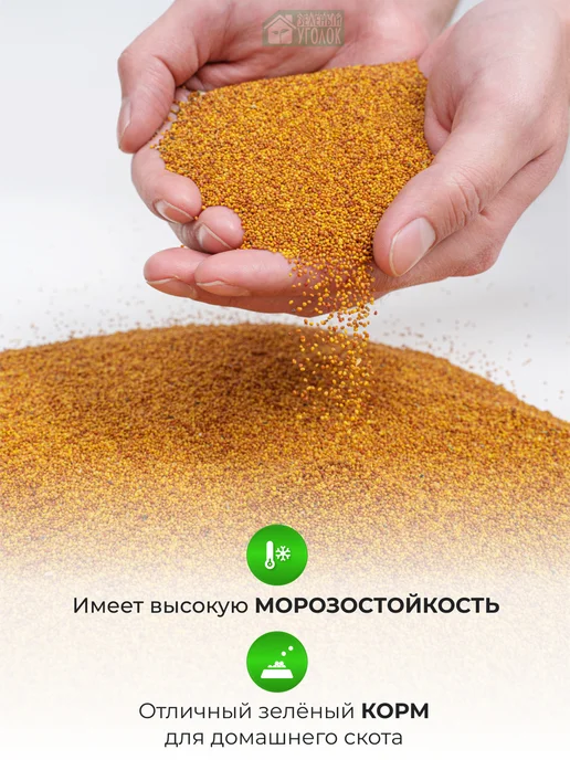 ЗЕЛЕНЫЙ УГОЛОК Семена Клевер белый 1 кг Дания, 500 г, фото 7