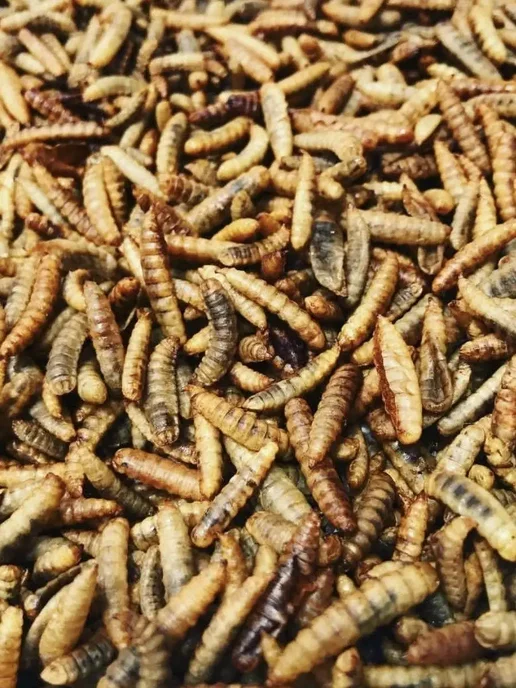 AquaMeal Корм для крыс, грызунов, птиц уличных, попугаев, ежей, вариант, фото 2