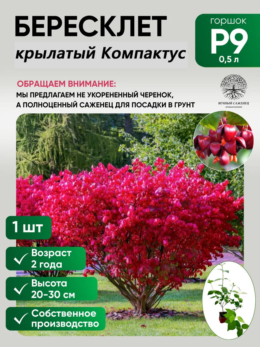 Бересклет крылатый Компактус