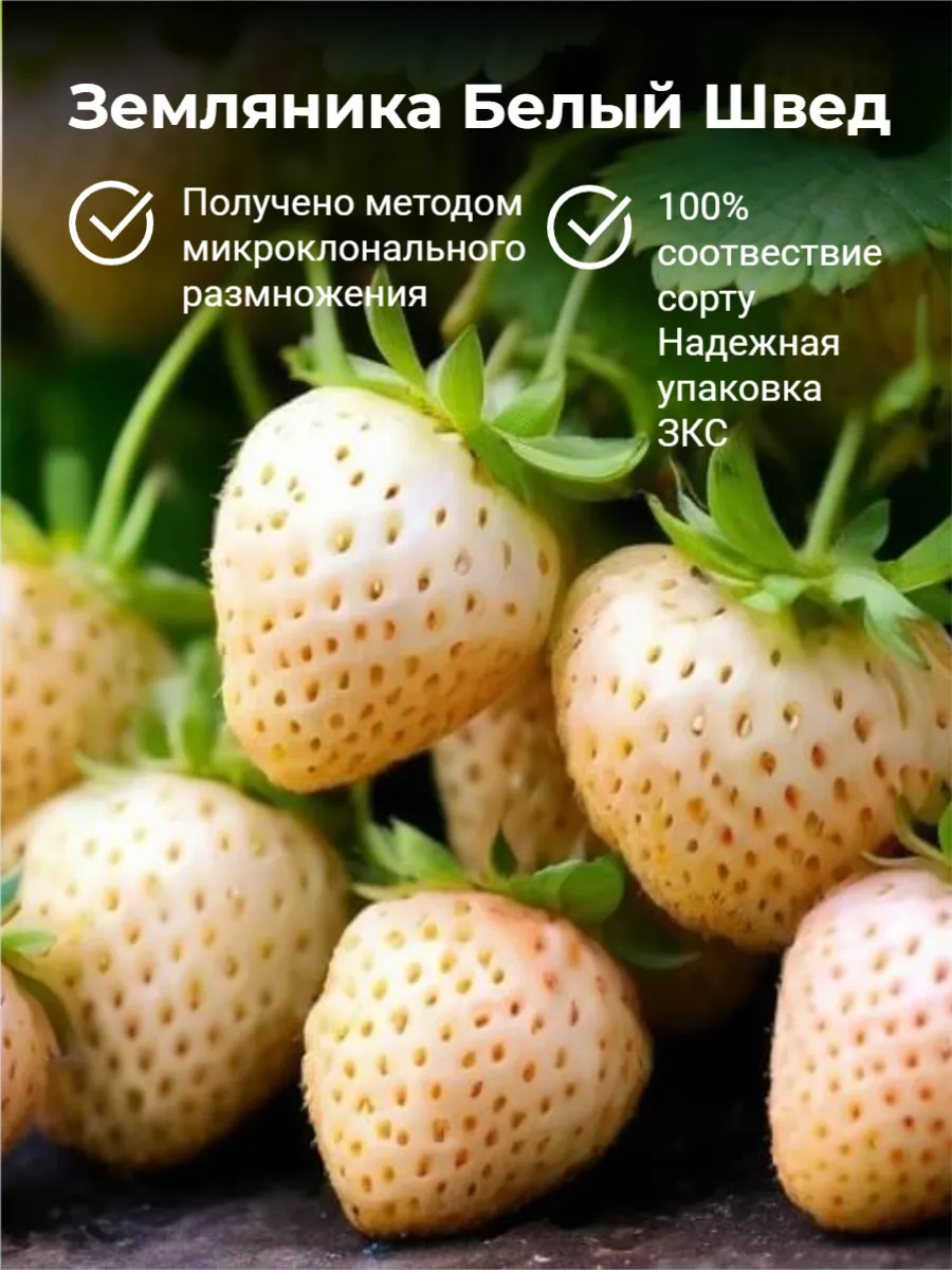 Саженец Земляника Белый Швед