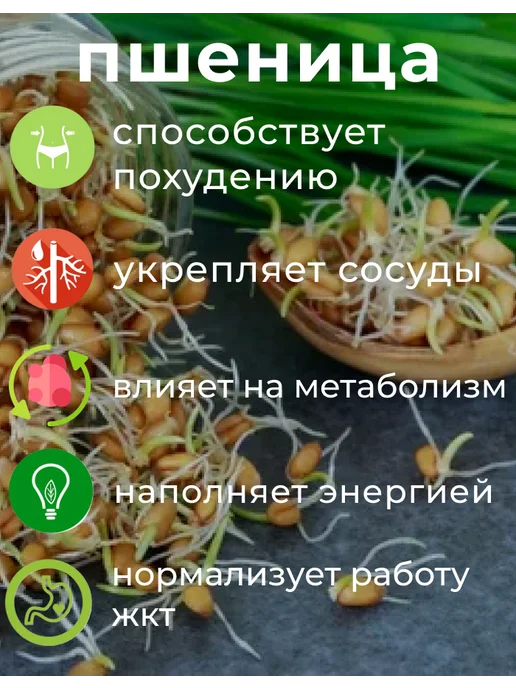 Пшеница зерно для проращивания 1кг, 1 кг, фото 2