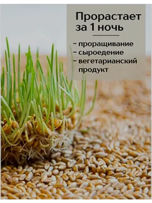 Пшеница зерно для проращивания 1кг, 2 кг, фото 3