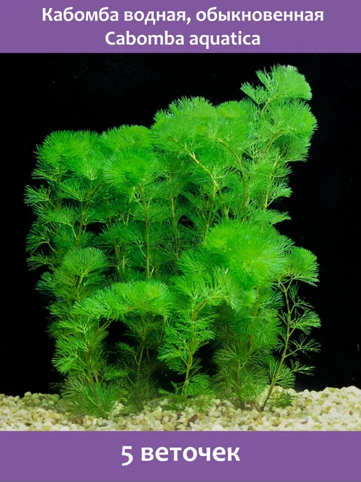 BestFish24 Кабомба водная 5шт живые растения для аквариума, 5 шт