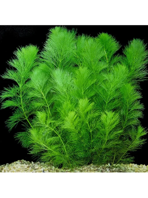 BestFish24 Кабомба водная 5шт живые растения для аквариума, 5 шт, фото 3