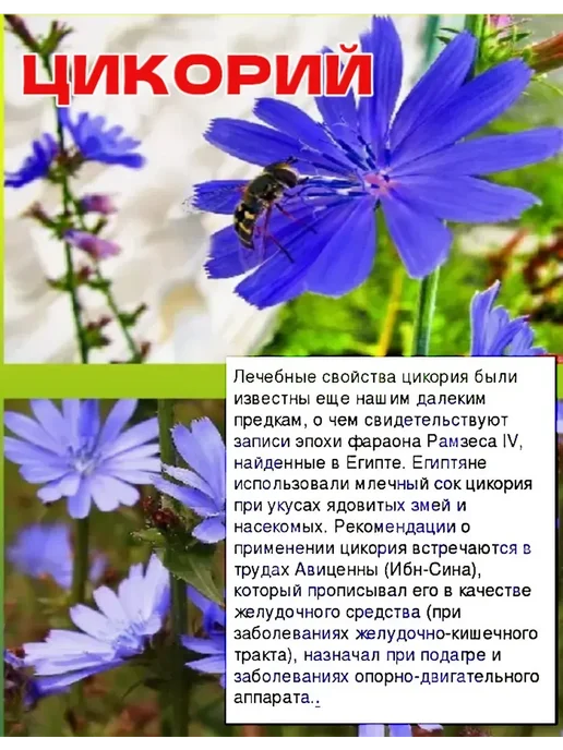 Бабушкин хуторок Цикорий растворимый 300г с экстрактами шиповника и черники, 300 г, фото 6