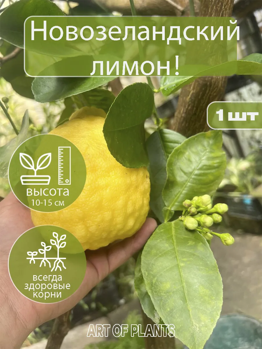 Лимон «Новозеландский» (укоренённый черенок)