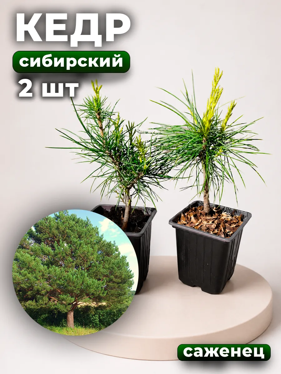 Кедр саженец сибирский 2шт 3 года