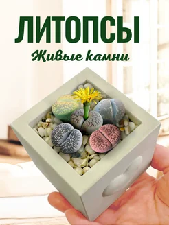 Набор для выращивания растений Литопсы Живые камни ЭкоКлуб 401962087 купить за 619 ₽ в интернет‑магазине Wildberries
