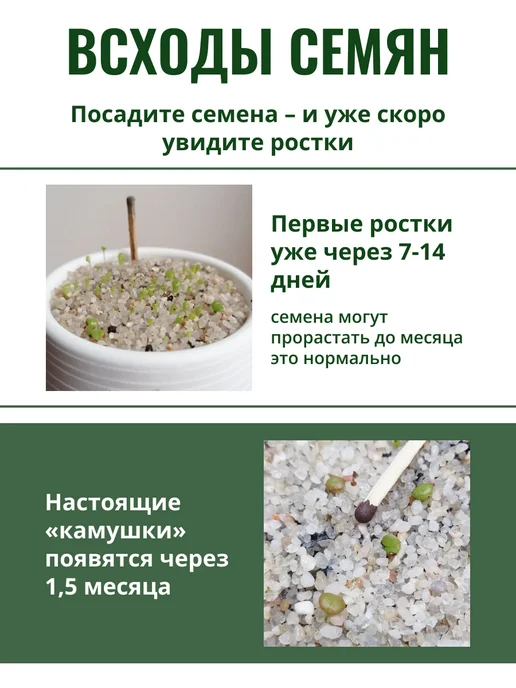 ЭкоКлуб Набор для выращивания растений Литопсы Живые камни, вариант, фото 4