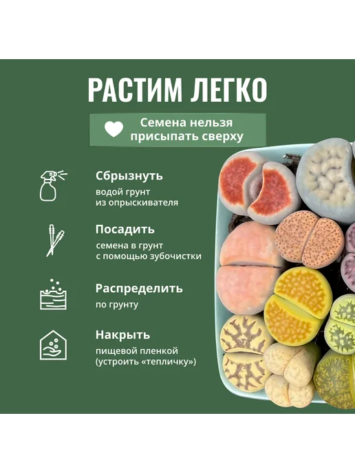 ЭкоКлуб Набор для выращивания растений Литопсы Живые камни, вариант, фото 6