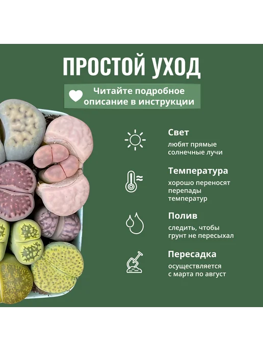 ЭкоКлуб Набор для выращивания растений Литопсы Живые камни, вариант, фото 7