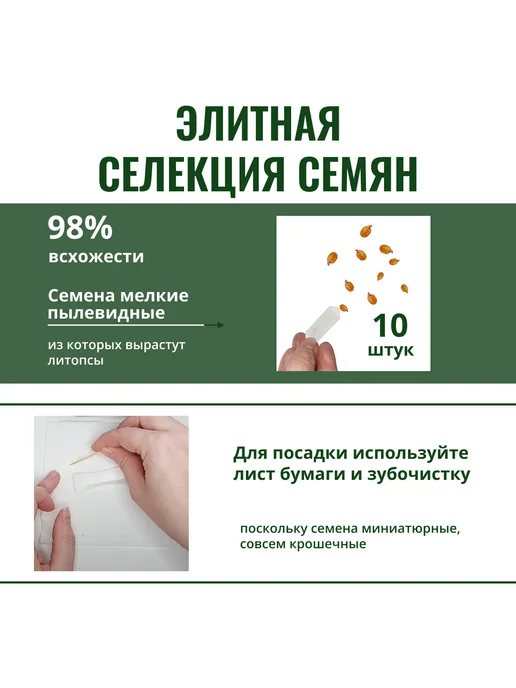 ЭкоКлуб Набор для выращивания растений Литопсы Живые камни, вариант, фото 8