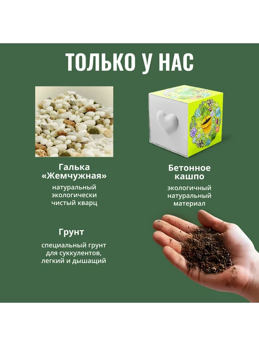 ЭкоКлуб Набор для выращивания растений Микс Кактусов, вариант, фото 6