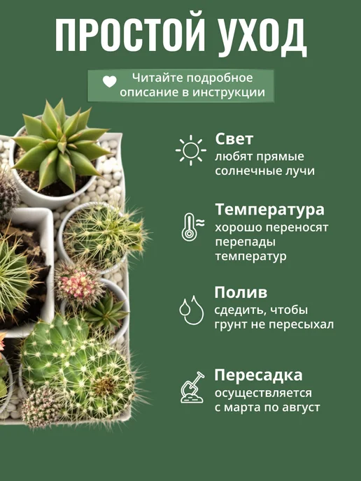 ЭкоКлуб Набор для выращивания растений Микс Кактусов, вариант, фото 8