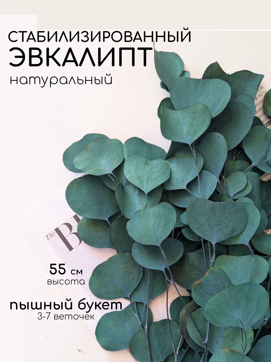 Эвкалипт стабилизированный сухоцвет для декора