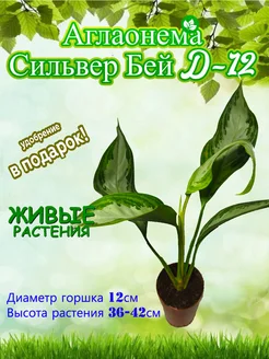Аглаонема Крит D9 Это наш сад 295461762 купить за 1 248 ₽ в интернет‑магазине Wildberries