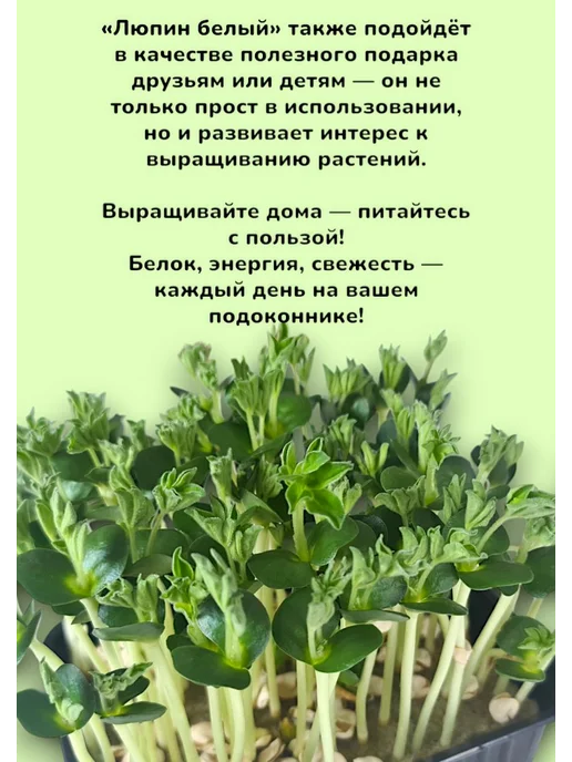 Агросидстрейд Люпин Белый 1 кг для микрозелени, 1 кг, фото 2