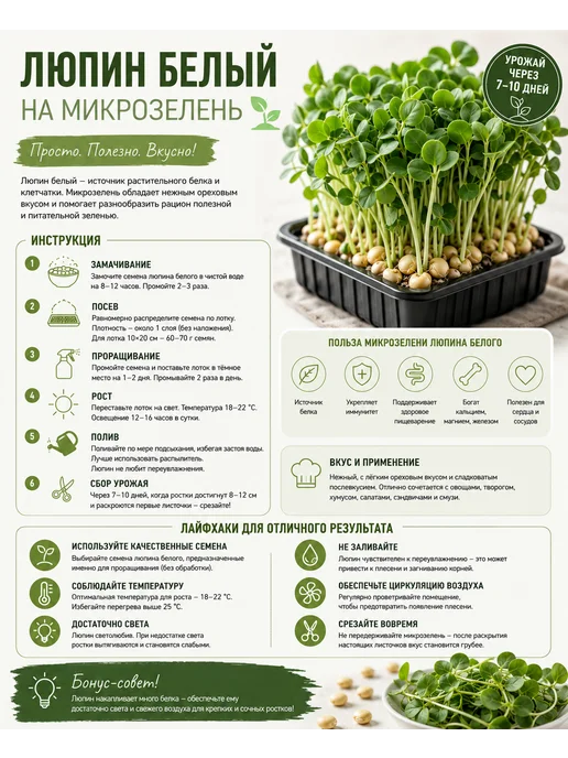 Агросидстрейд Люпин Белый 1 кг для микрозелени, 1 кг, фото 5
