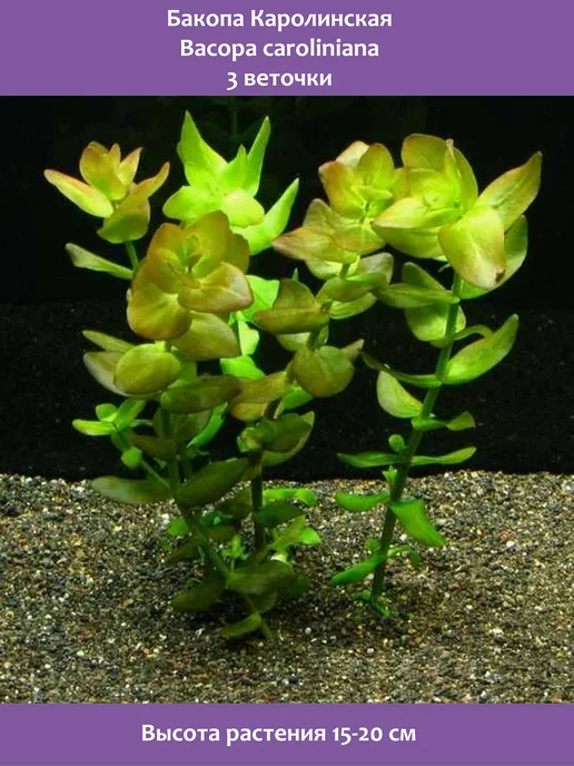 BestFish24 Бакопа Каролинская 3 веточки растения для аквариума, вариант