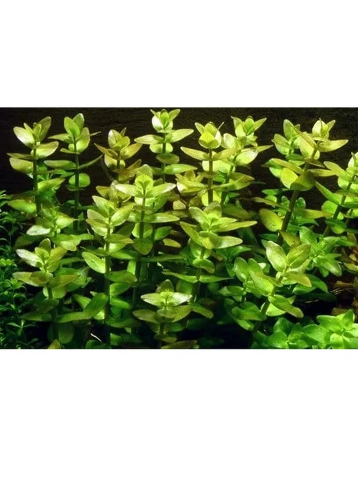 BestFish24 Бакопа Каролинская 3 веточки растения для аквариума, вариант, фото 2
