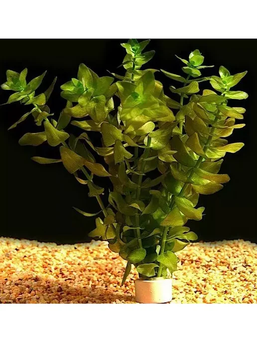 BestFish24 Бакопа Каролинская 3 веточки растения для аквариума, вариант, фото 3