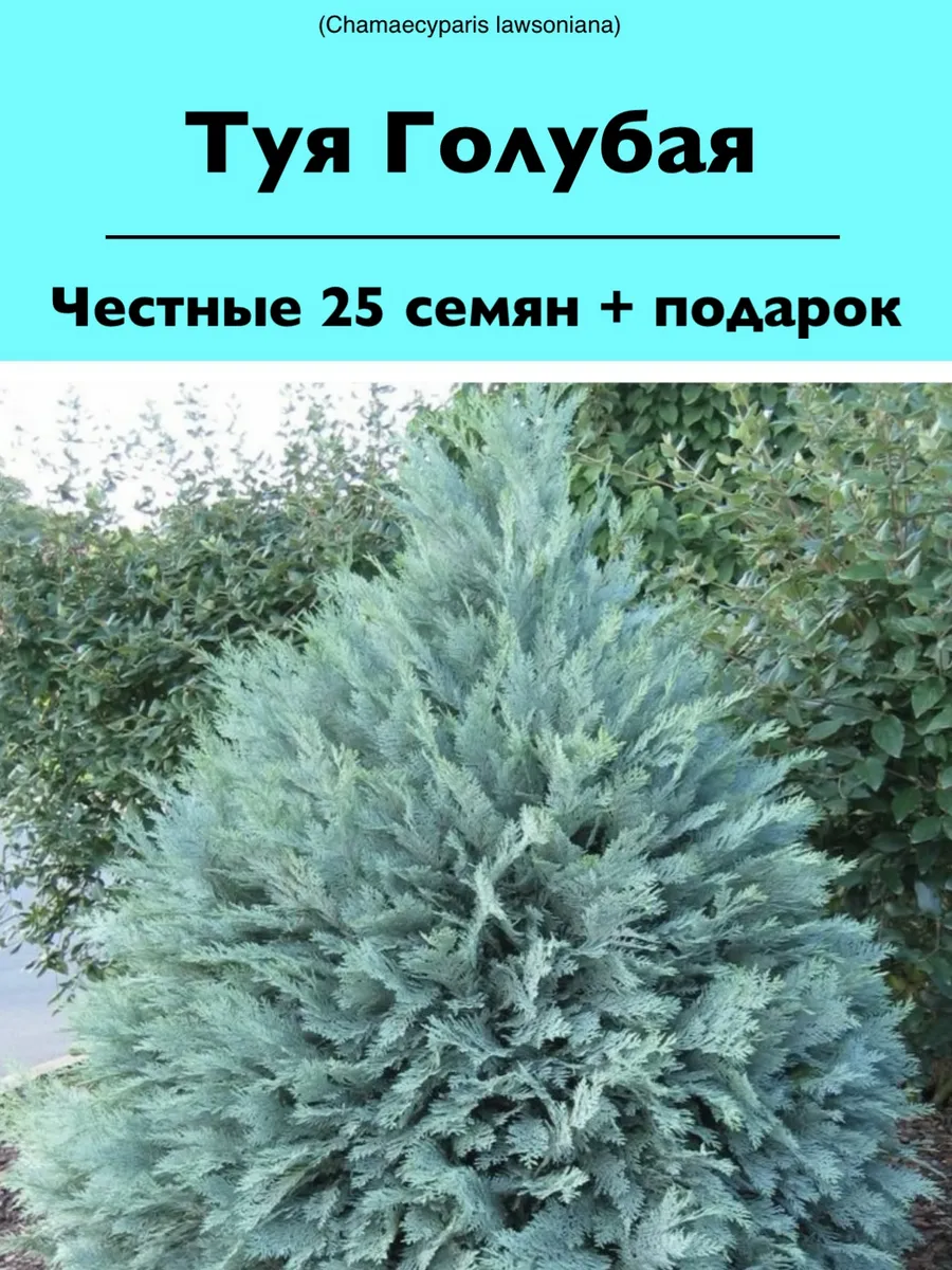 Семена туя голубая 25 штук + подарок