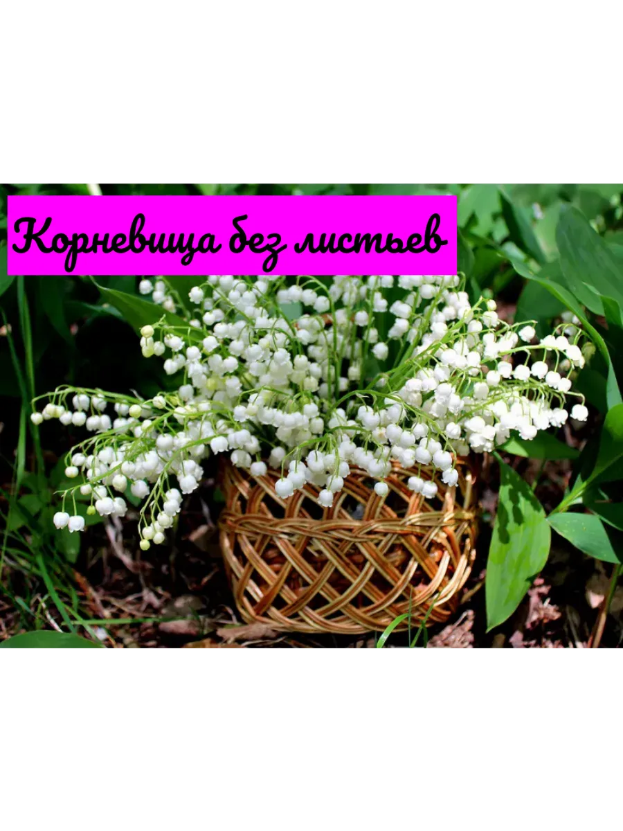 Ландыши (10 корней)