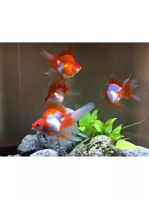 AquaMeal Корм для рыбок аквариумных хлопья для Золотых рыб прикормка, золотой, фото 5