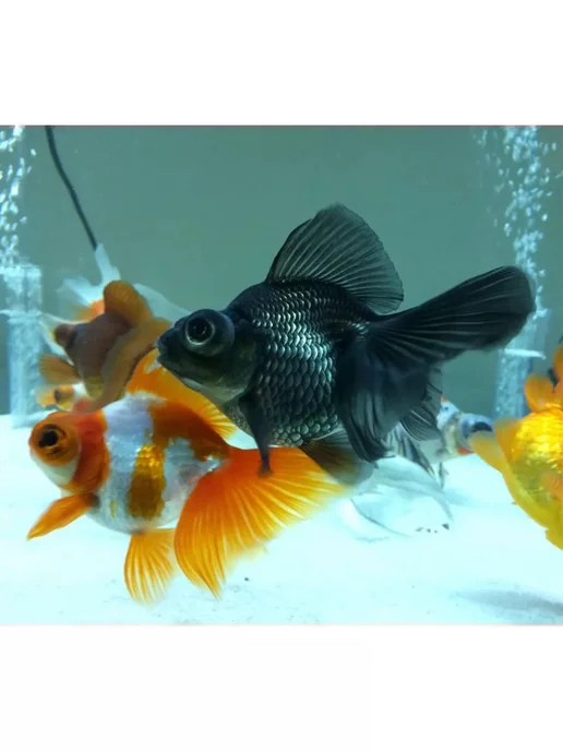 AquaMeal Корм для рыбок аквариумных хлопья для Золотых рыб прикормка, золотой, фото 6