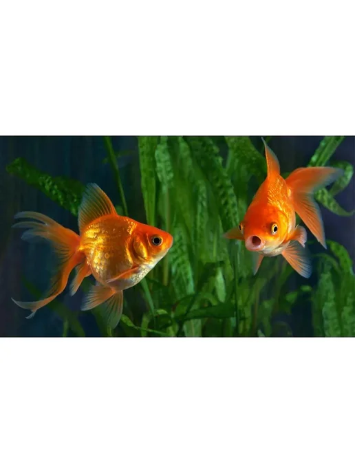 AquaMeal Корм для рыбок аквариумных хлопья для Золотых рыб прикормка, золотой, фото 7