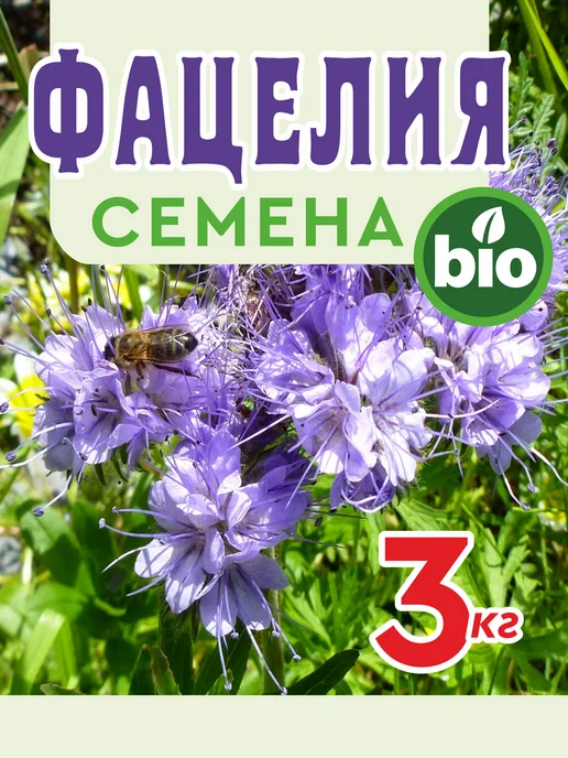 ЭкспертБиоОрганик Фацелия семена цветов сидерат медонос 3 кг, 3 кг, фото 2