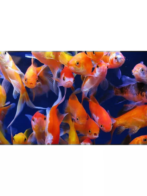 AquaMeal Корм для иммунитета аквариумных рыбок хлопья сухой, вариант, фото 3