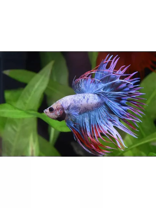 AquaMeal Корм для иммунитета аквариумных рыбок хлопья сухой, вариант, фото 8