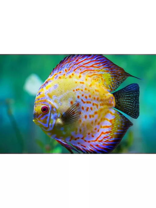 AquaMeal Корм для рыбок аквариумных хлопья сухой, Тропических, фото 4