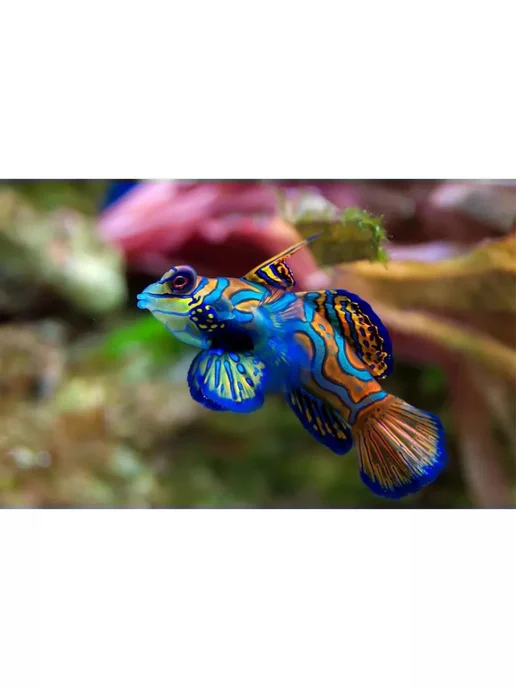 AquaMeal Корм для рыбок аквариумных хлопья сухой, Тропических, фото 6