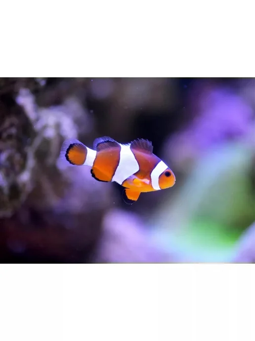 AquaMeal Корм для рыбок аквариумных хлопья сухой, Тропических, фото 7