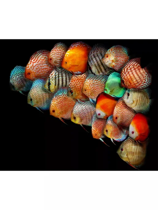 AquaMeal Корм для рыбок аквариумных гранулы для Дискусов сухой, вариант, фото 5
