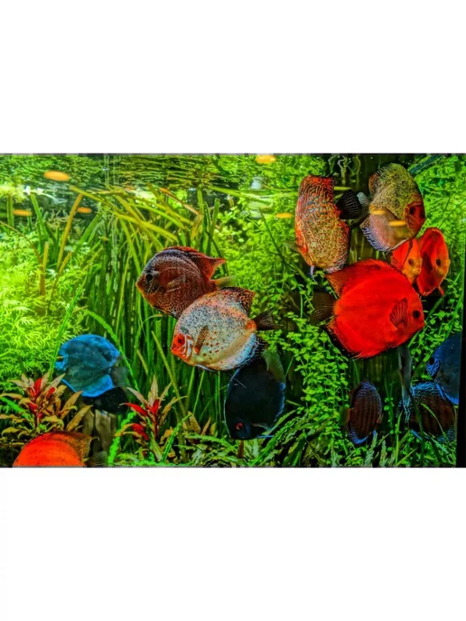 AquaMeal Корм для рыбок аквариумных гранулы для Дискусов сухой, вариант, фото 6