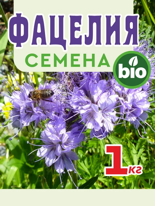 ЭкспертБиоОрганик Фацелия семена цветов сидерат медонос 3 кг, 1 кг, фото 2