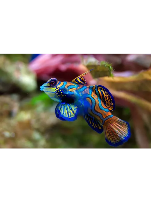 AquaMeal Корм для аквариумных растительноядных рыбок хлопья, вариант, фото 4