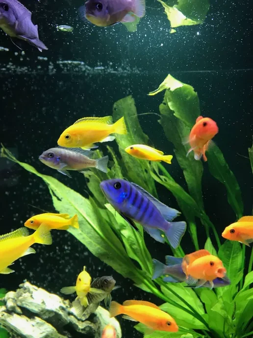 AquaMeal Корм для аквариумных растительноядных рыбок хлопья, вариант, фото 6