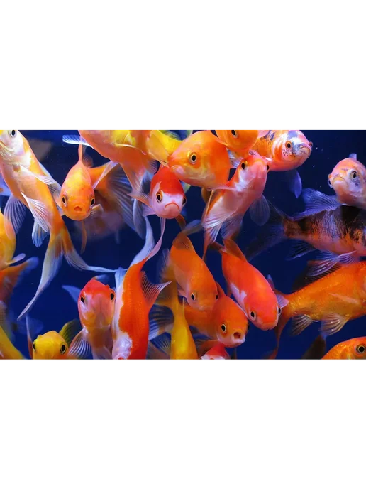 AquaMeal Корм для аквариумных растительноядных рыбок хлопья, вариант, фото 7