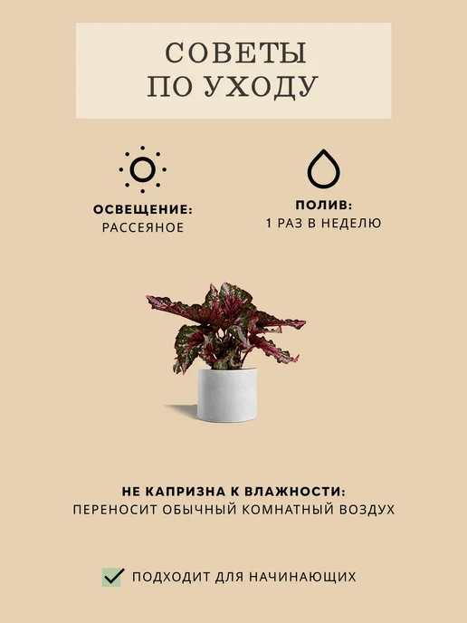 ZELE Бегония Рекс Аляска комнатное растение, серый, фото 5