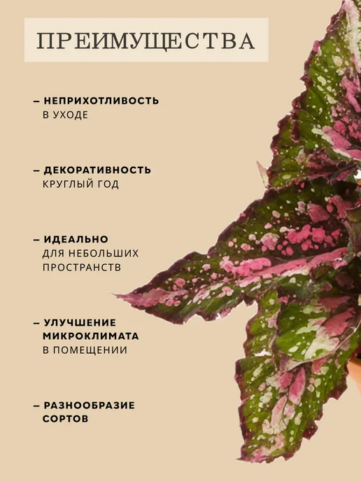 ZELE Бегония Рекс Аляска комнатное растение, серый, фото 6