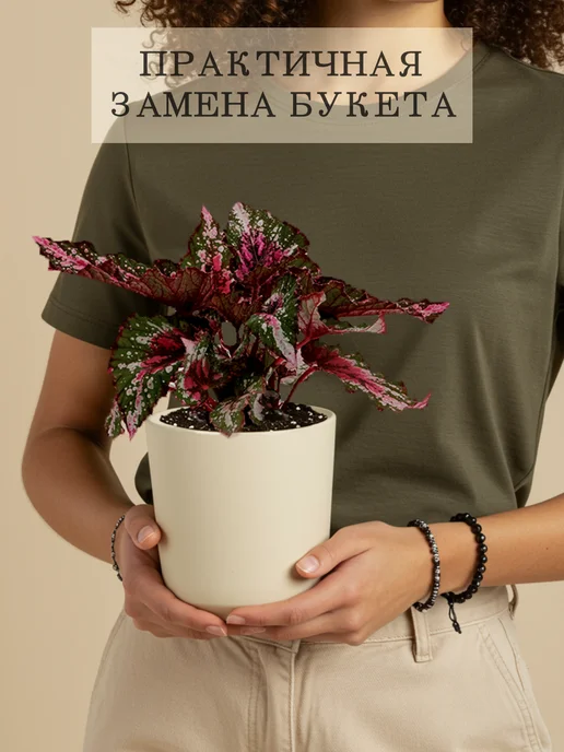 ZELE Бегония Рекс Аляска комнатное растение, серый, фото 7