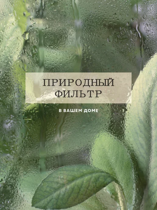 ZELE Бегония Рекс Аляска комнатное растение, серый, фото 8
