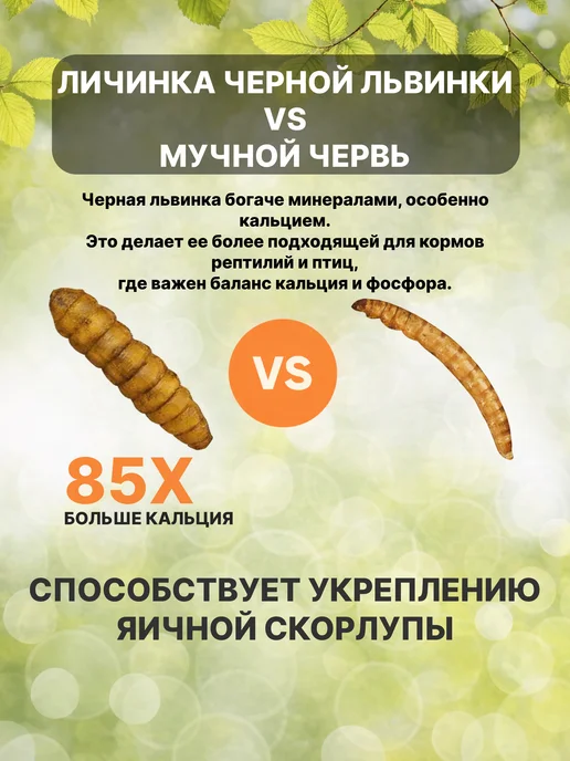 Zagotovki Shop Личинка Черной Львинки Сушеная 750 грамм, черный, фото 4