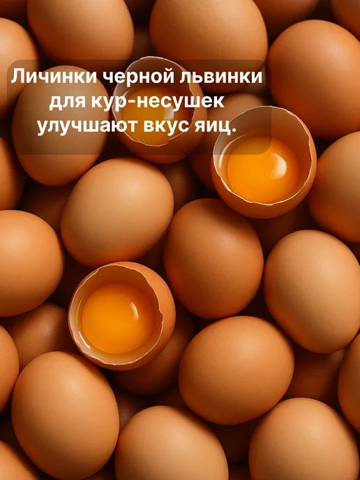 Zagotovki Shop Личинка Черной Львинки Сушеная 750 грамм, черный, фото 6
